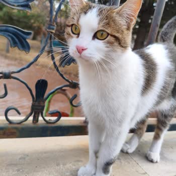 Erenköy Mahallesinde Sokak Kedilerinin Gizemli Kayboluşu Ve Belediye İncelemesi Talebi