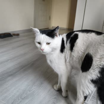 Erenköy Mahallesinde Sokak Kedilerinin Gizemli Kayboluşu Ve Belediye İncelemesi Talebi