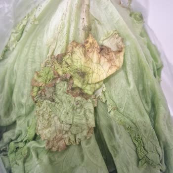 Şok Mobil'de Bozulmuş Pırasa Ve Marul Teslim Edildi, İade Yanıtı Alınamadı