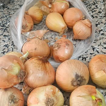 Antalya A101 Şubesinden Çürük Patates Ve Soğan Teslimatı: Sağlık Riski Ve Saygısızlık