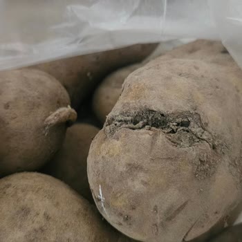 Antalya A101 Şubesinden Çürük Patates Ve Soğan Teslimatı: Sağlık Riski Ve Saygısızlık