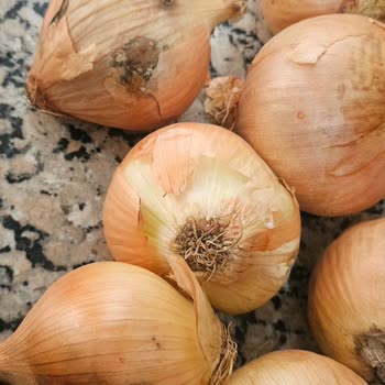 Antalya A101 Şubesinden Çürük Patates Ve Soğan Teslimatı: Sağlık Riski Ve Saygısızlık