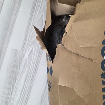 Hepsijet Kargolarında Sürekli Hasarlı Ve Eksik Ürün Sorunu!