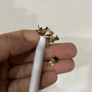 Uzun Parliament Sigara’da Tekrarlanan Plastik Yabancı Madde Sorunu