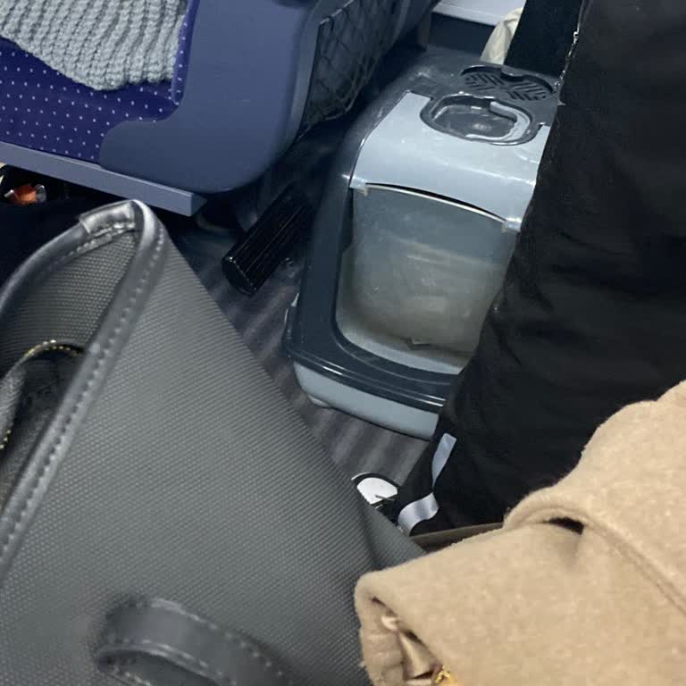 YHT'ye Evcil Hayvanlı Yolcunun Kokusundan Gelen Rahatsızlık