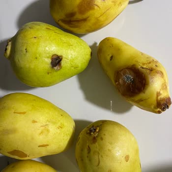 Küflenmiş Armut Teslimatı Ve Kalite Kontrol Eksikliği