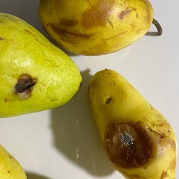 Küflenmiş Armut Teslimatı Ve Kalite Kontrol Eksikliği