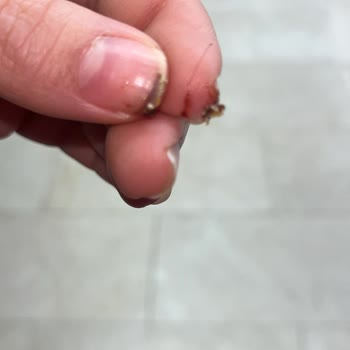 Pastamia Ürününde Kıl Tespiti, Hijyen Endişesi Ve Maddi Kayıp