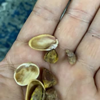 Amigo Siirt Fıstığındaki Yarı Boş Ve Kurumuş Ürün Sorunu