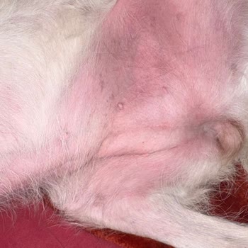 Köpek Maması Alerjik Reaksiyon Ve Kusma: İade Ve Veteriner Masrafı Talebi