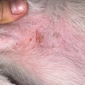 Köpek Maması Alerjik Reaksiyon Ve Kusma: İade Ve Veteriner Masrafı Talebi