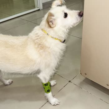 Köpek Maması Alerjik Reaksiyon Ve Kusma: İade Ve Veteriner Masrafı Talebi