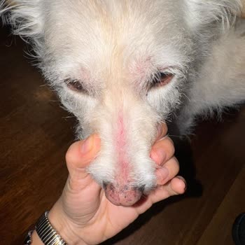 Köpek Maması Alerjik Reaksiyon Ve Kusma: İade Ve Veteriner Masrafı Talebi