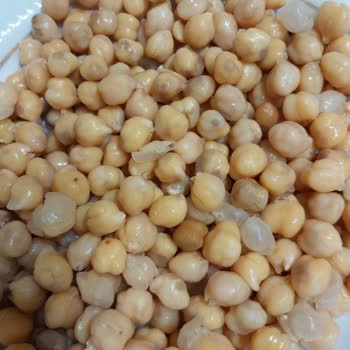 Yayla Koçbaşı Nohutta Siyah Benek Ve Böcek Belirtisi