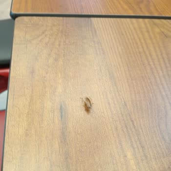 Mogaf Döner Şubesinde Masada Hamam Böcek Görülmesi Ve Hijyen İhmali