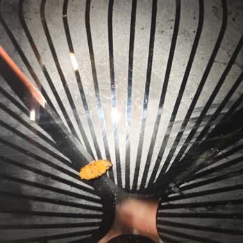 Nehir Market’ten Alınan Cips Paketi İçinde Fare Dışkısı Benzeri Kirlilik