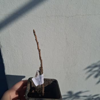 Sağlıklı Fidan Yerine Kuru Dallar Gönderildi, Değişim Talep Ediliyor