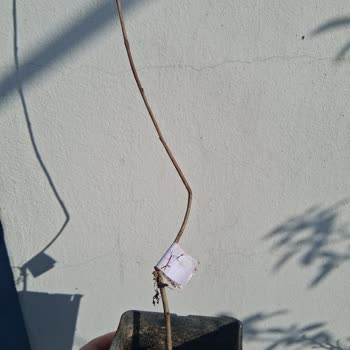 Sağlıklı Fidan Yerine Kuru Dallar Gönderildi, Değişim Talep Ediliyor