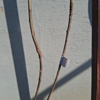 Sağlıklı Fidan Yerine Kuru Dallar Gönderildi, Değişim Talep Ediliyor