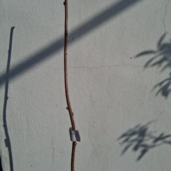 Sağlıklı Fidan Yerine Kuru Dallar Gönderildi, Değişim Talep Ediliyor