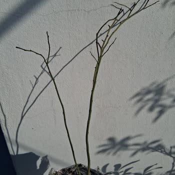 Sağlıklı Fidan Yerine Kuru Dallar Gönderildi, Değişim Talep Ediliyor