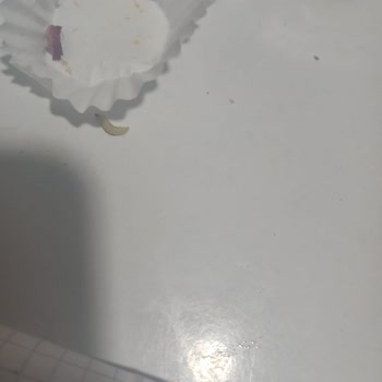 Bursa Bağlarbaşı Makbul Şubesinde İncir Bombası Ürününün İçinde Kurt Çıktı Mağaza Yanıt Vermiyor