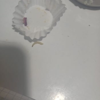 Bursa Bağlarbaşı Makbul Şubesinde İncir Bombası Ürününün İçinde Kurt Çıktı Mağaza Yanıt Vermiyor