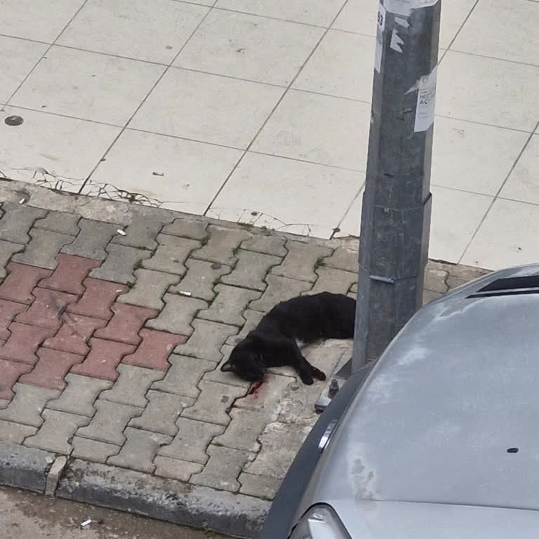 A101 Önünde Ölü Kedi İçin Mersin Belediyesi’nden Acil Müdahale İstiyorum