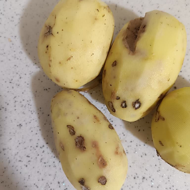 A101 Satın Alınan Patateslerin İçinin Çürük Çıkması Ve İade Talebi!