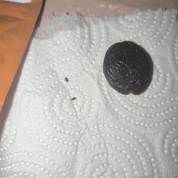 BİM'den Alınan Kayısı Paketi İçinde Ölü Böcek Ve Hijyen Sorunu