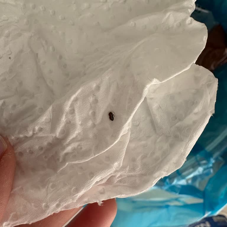 A101 Bornova Şubesinde İnce Bulgur Paketi İçinde Böcek