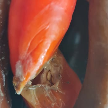 Macrocenter Küflü Biber Atıştırmalığı, Acil Yenisi Gerekiyor!