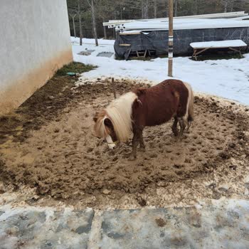 Nefes Orman Buz Pisti Kar Temizliği Yok, Çocuklar Pateni Yapamadı, Hayvanlar Kötü Koşullarda