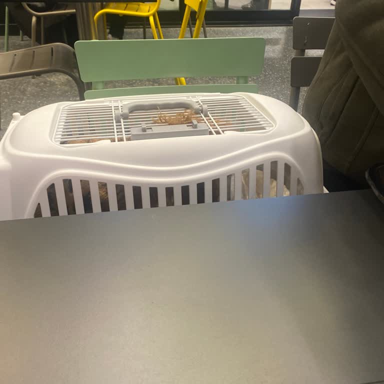 McDonalds Nilüfer Şubesi Evcil Hayvan İçeri Girişi Yasaklamasıyla Müşteriyi Hayal Kırıklığına Soktu