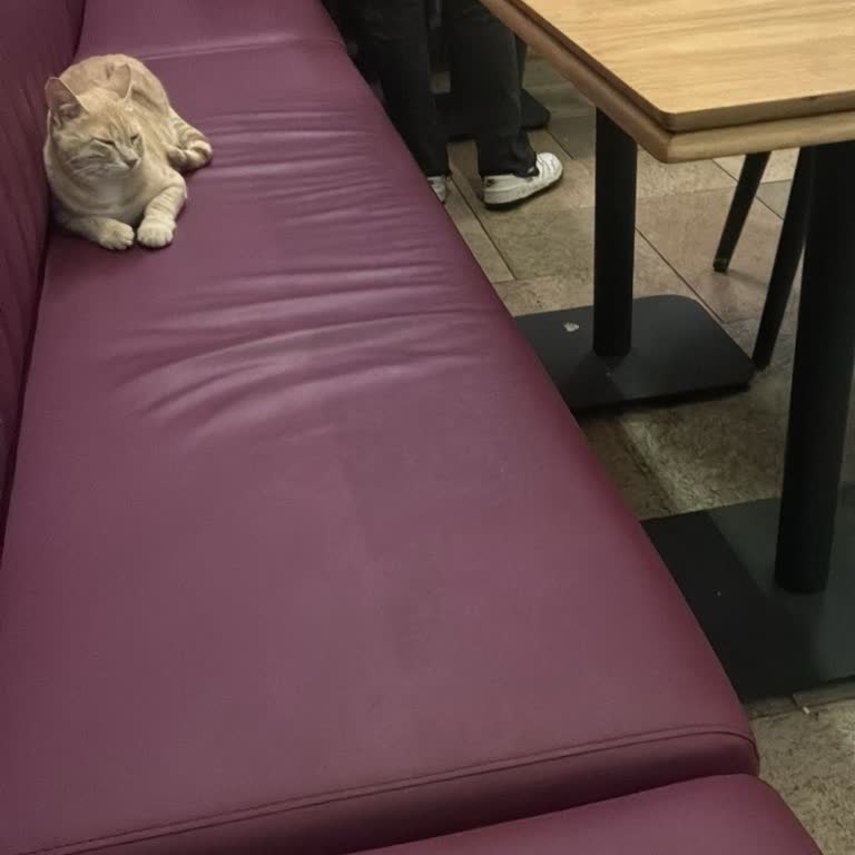 Tavuk Dünyası Bornova Şubesinde Kedilerin Masalara Çıkması Ve Hijyen İhmali