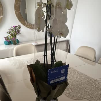 Hızlı Çiçek | Hizlicicek.com Böceklenmiş Orkide Gönderimi!