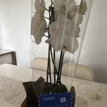 Hızlı Çiçek | Hizlicicek.com Böceklenmiş Orkide Gönderimi!