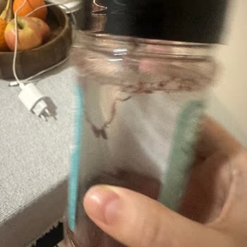 Son Kullanma Tarihi Geçmemiş Sumakta Güvelenme Ve Hijyen Endişesi