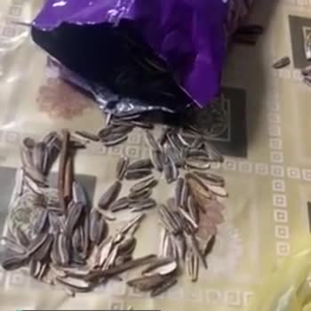 Amigo Çekirdeğin Yarısından Fazlasının Boş Kabuktan Oluşması