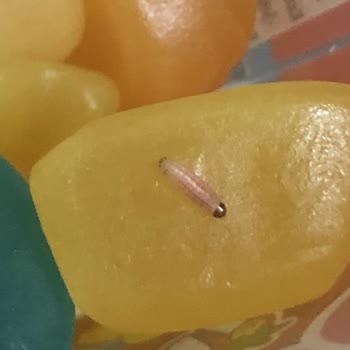 Haribo Jelibon Kutusunda Beyaz Kurt Görüldü, Sağlık Riski