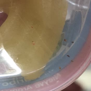 Haribo Jelibon Kutusunda Beyaz Kurt Görüldü, Sağlık Riski