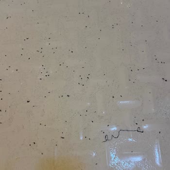 Madame Coco Yıkama Sonrası Bornoz Takımında Aşırı İplik Dökülmesi Ve İade Reddi