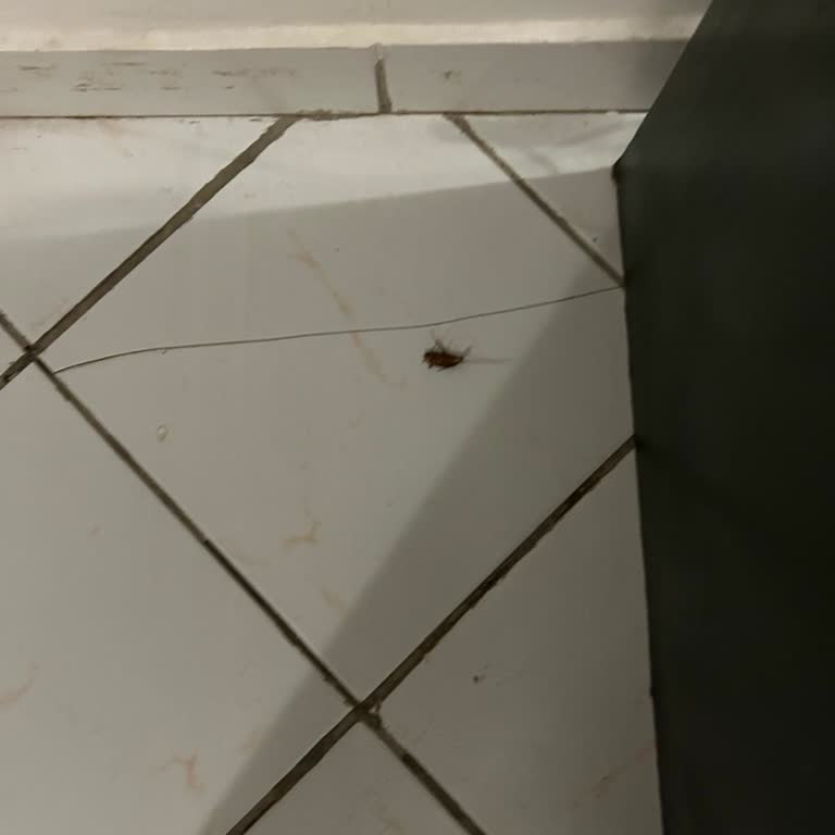 Tatil Sepeti Hamam Böcekleri Ve Sahte Ülkeye Ayakbastı Parasıyla Tatil Sarsıldı