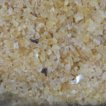 Torku Köftelik Bulgura Açılmadan İçinde Larva Ve Böcek Görülmesi