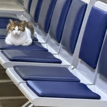 Acil Serviste Kedilerle Hijyen İhlali Ve Personel Umursamazlığı