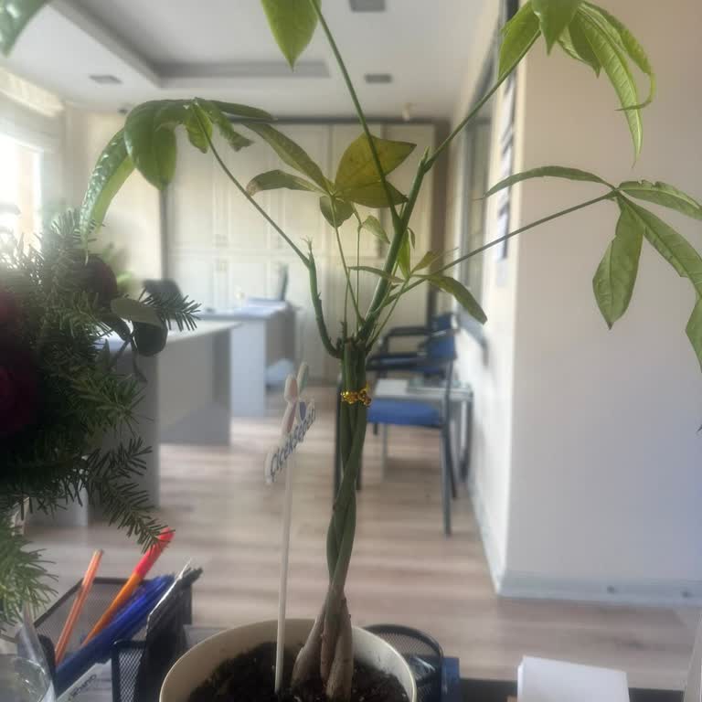 Çiçek Sepeti’nden Tekrarlanan Kalitesiz Çiçek Teslimatı Mahcup Ediyor