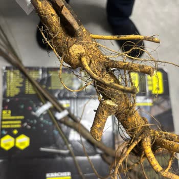 Tanıtımda Sağlam Fidanlar Vaat Edilirken Kurumuş Ve Cılız Fidanlar Gönderildi