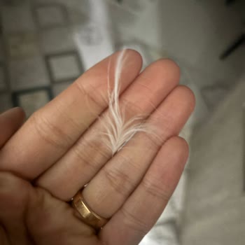 Zara Montunda Yoğun Tüy Bırakma Ve Dikiş Sorunu