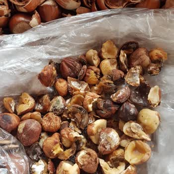 400 TL'ye Aldığım Kabuklu Fındık Çürük Çıktı