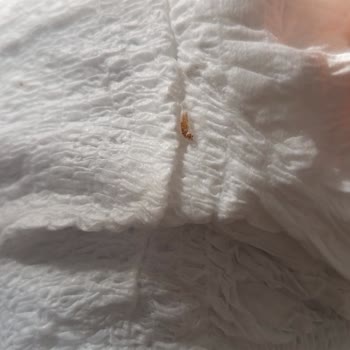 Yeni Alınan Canped Emici Külotta Böcek Benzeri Parça Görüldü